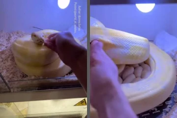 அடைக்காக்கும் மலைப்பாம்பிடம் சேட்டை செய்த நபர்... இறுதியில் என்ன நடந்ததுன்னு பாருங்க!