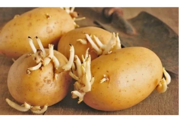 இந்த கிழங்கை சாப்பிட்டால் உயிருக்கே ஆபத்தாகிவிடுமாம்! மக்களே உஷார்