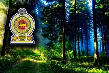 நாட்டில் பாரியளவு குறைவடைந்துள்ள வனப்பரப்பளவு: எடுக்கப்பட்டுள்ள நடவடிக்கை