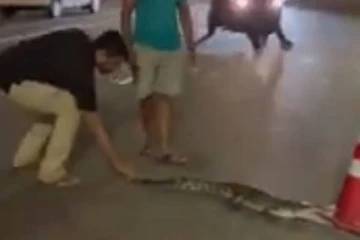 கொழும்பு வீதியில் நுழைந்த முதலை