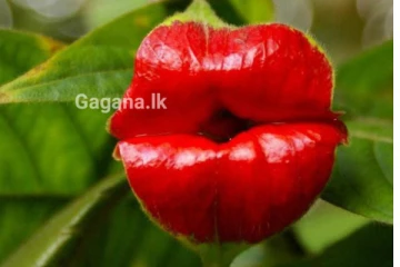 ලොවක් පුදුම කළ Hot Lips වද වෙලාද..? කවුරුත් හොයන ඇත්ත නැත්ත මෙන්න..(PHOTOS)