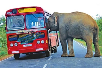 பேருந்தில் மோதிய யானை குட்டிக்கு நேர்ந்த சோகம்!