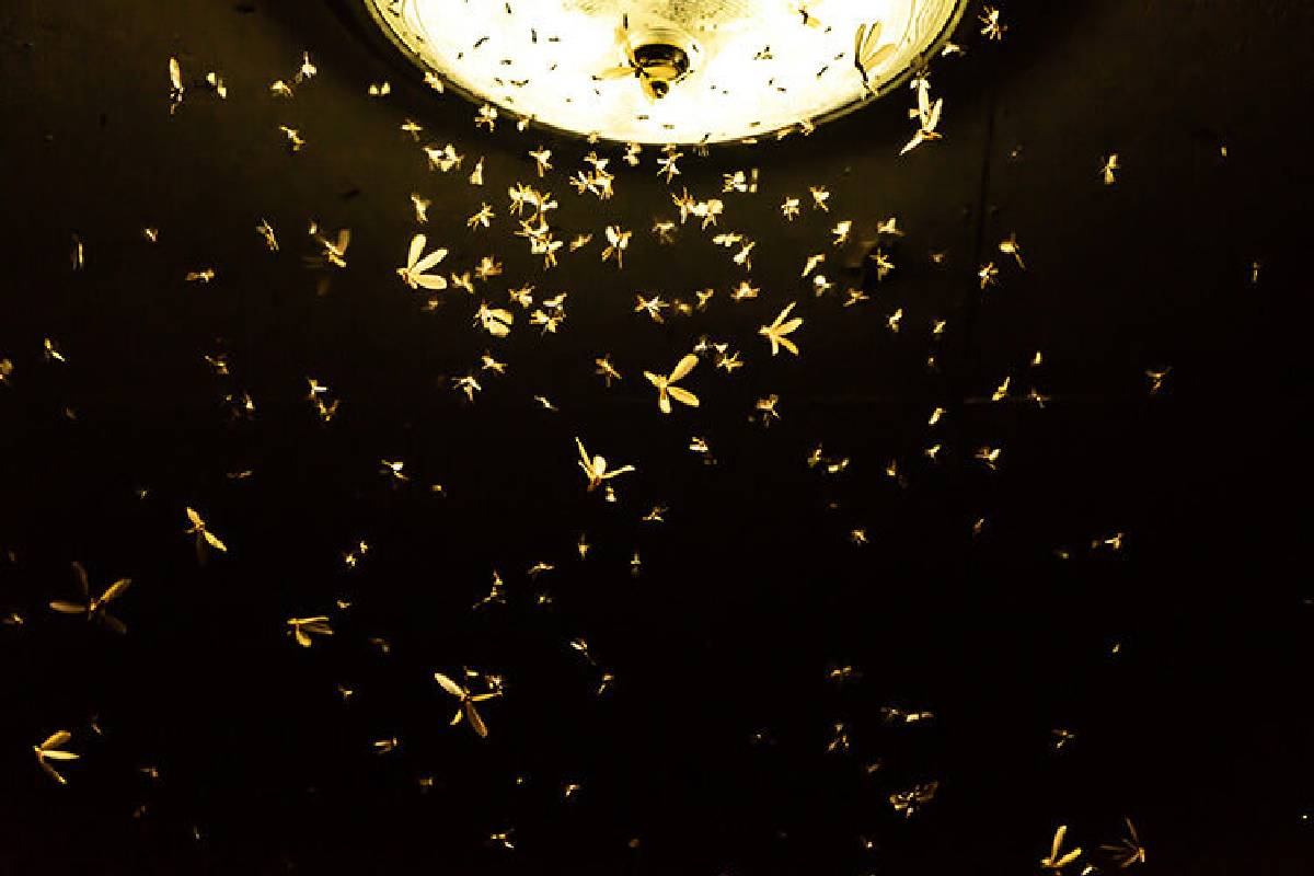 ஈசல்கள் மின்விளக்கை சுற்றி வட்டமிடுவதற்கு இது தான் காரணமா? | Why Rain Flies Circle Around Lights