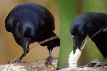 உணவிற்காக காகம் செய்த புத்திசாலித்தனமான செயல்... நம்பமுடியாத காட்சி