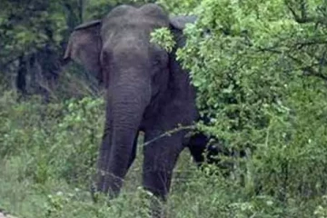 காணிக்கு சென்ற வயோதிருக்கு எமனாக மாறிய காட்டு யானை