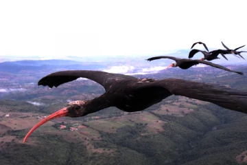 பறவைக் கூட்டங்கள் ஏன் V வடிவில் பறக்கின்றன தெரியுமா?