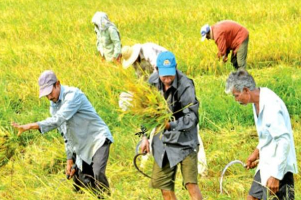 விவசாயிகளுக்கு துப்பாக்கி: பாதுகாப்பு இராஜாங்க அமைச்சர் தகவல்! | Gun For Farmers Sri Lanka New Permit To Be Issued
