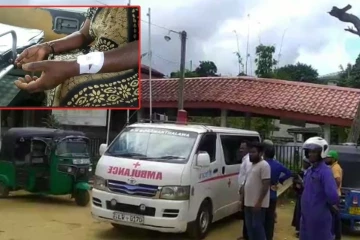 තේ දළු නෙළමින් සිටි කාන්තාවකට කඳුකර කොටියෙකු සිදු කළ නස්පැස්තිය