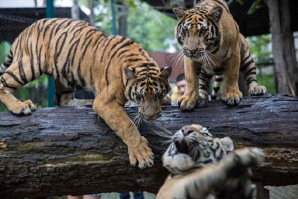 இரண்டே வாரங்களில் 72 புலிகள் உயிரிழப்பு! தாய்லாந்து சுற்றுலா தலத்தில் பேரழிவு | 72 Tiger Deaths Shock Thailand Park இரண்டே வாரங்களில் 72 புலிகள் உயிரிழப்பு! தாய்லாந்து சுற்றுலா தலத்தில் பேரழிவு | 72 Tiger Deaths Shock Thailand Park