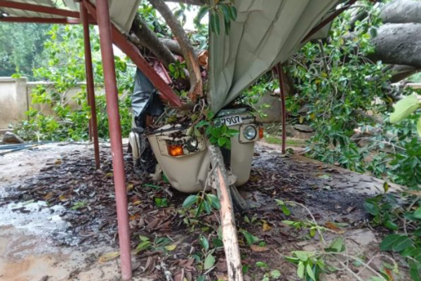 கிளிநொச்சியில் ஆட்டோவை சரித்த ஆலமரம்! | A Banyan Tree Crashed The Auto In Kilinochchi