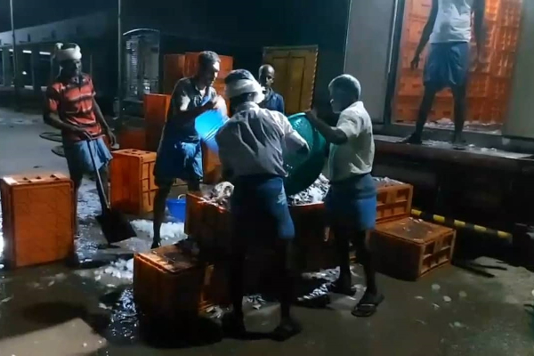 கடற்தொழிலாளர்களின் வலையில் சிக்கிய பாரிய மீன்கள்: மகிழ்ச்சியில் கடற்தொழிலாளர்கள் (Photos) | Massive Fish Fishermen S Nets Fishermen Delight