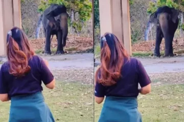 நடனம் ஆடும் பெண்ணை பார்த்து ஆடிய யானை; வைரலாகும் வீடியோ