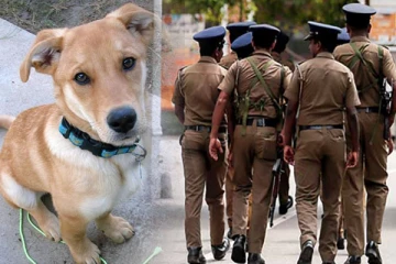 கம்பஹாவில் நாயை எரித்துக் கொன்றவர் கைது