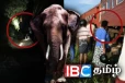 தொடருந்து மோதி யானைக் கூட்டம் பலி - துண்டிக்கப்பட்ட போக்குவரத்து