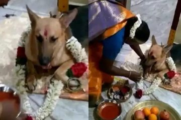 தங்க செயின் அணிவித்து நாய்க்கு அரங்கேறிய வளைகாப்பு! வைரலாகும் காணொளி