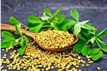 நீரிழிவு நோய்க்கு அருமருந்து! வீட்டிலேயே வெந்தயக்கீரை வளர்ப்பது எப்படி?