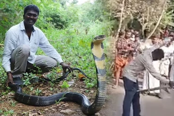 பாம்பு பிடிப்பவரின் காலைக் கவ்விப் பிடித்த ராஜநாகம்: ஒரு திகில் சம்பவம்