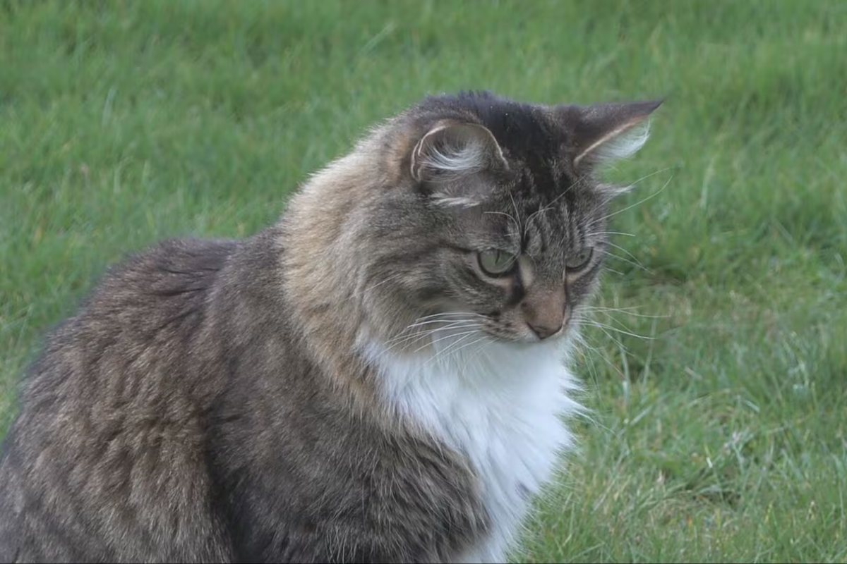 சர்வதேச சட்டங்களை மதிக்காத கில்லாடிப் பூனை! | Canadian Border Jumping Cat