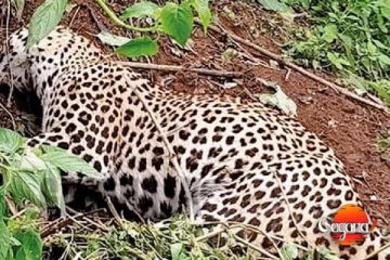 අලි මදිවට කොටිත් රක්ෂිතයේ කොටියෙක් මරා හම අරන් යයි