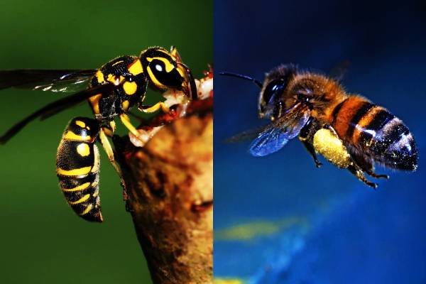 கிளிநொச்சியில் 33 மாணவர்கள் வைத்தியசாலையில் அனுமதி! | Kilinochchi School Wasp Attack Students Hospital