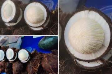 முழு தேங்காய் பூவை ஒருவர் சாப்பிட்டால் என்ன நடக்கும்? கண்டிப்பா தெரிஞ்சிட்டு சாப்பிடுங்க