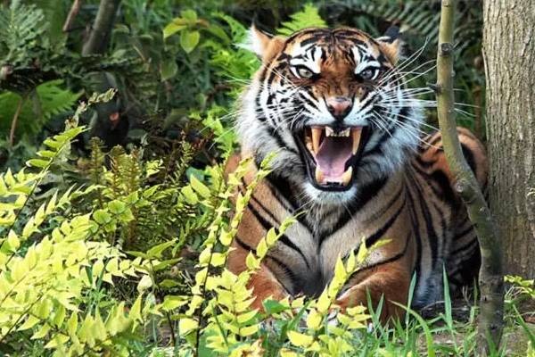 வீட்டிற்குள் நுழைந்த புலியை பதற்றம் அடையாமல் பிடித்துக் கொடுத்த தந்தை-மகள் | Father Daughter Calmly Catch Tiger Entered House