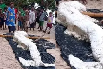 கடற்கரையோரம் கரையொதிங்கிய விசித்திர உயிரினம்