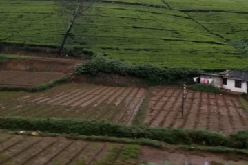 மரக்கறி தோட்டத்தில் மின்சார வேலியில் சிக்கி முதியவர் ஒருவர் பலி