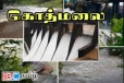 கொத்மலை அணை உடைந்ததாக பரவும் வதந்தி