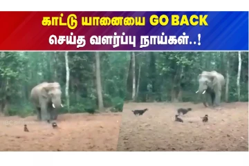 காட்டு யானையை விரட்டிய நான்கு வீர நாய்கள்
