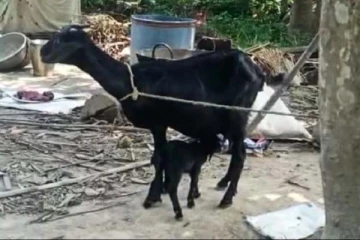 2 இடுப்பு, 8 கால்களுடன் பிறந்த அதிசய ஆட்டுக்குட்டி: பிறந்த சில நிமிடங்களில் நடந்த சோகம்