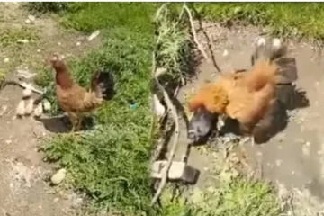 குஞ்சுகளை தூக்க வந்த காகத்தை கொலை செய்த கோழி: பயங்கர திரில் காட்சி