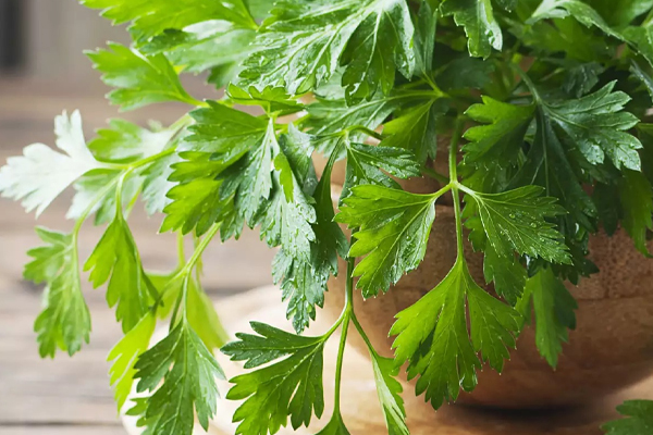 கிட்னியை சுத்தம் செய்யுமா கொத்தமல்லி? | Can Coriander Clean The Kidneys