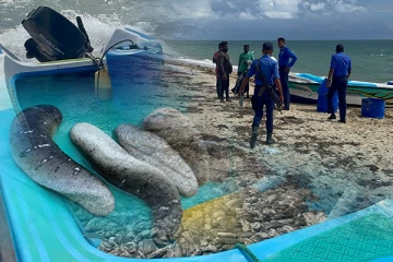 மன்னார் அட்டை கடற்றொழிலாளர்களுக்கு அறிமுகமாக்கப்பட்ட புதிய சட்டம்