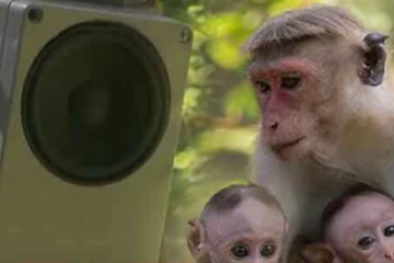 පුළුවන්නම් ආයෙ එමුකෝ බලන්න වත්තට.. රිලව් පන්නන්න අලුතෙන්ම හදපු ගැජ මැටික් එක..