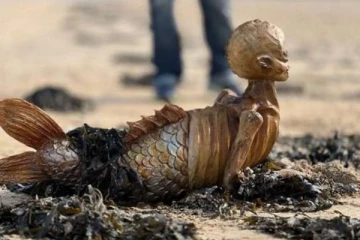 இங்கிலாந்து கடற்கரையில் மர்ம உயிரினம்