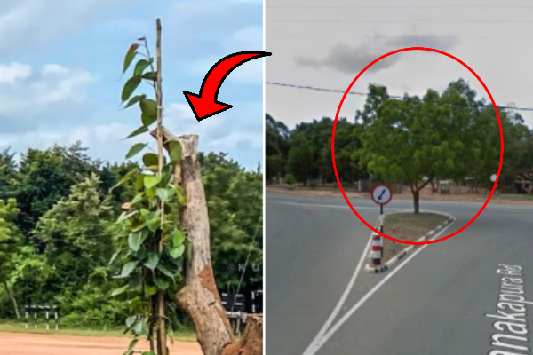 தமிழர் தாயக கோட்பாட்டை சிதைக்க தூரநோக்கு வேலைத்திட்டம்? - ஐபிசி தமிழ்