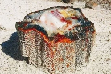 கடவுள் பிறப்பதற்கு முன்பே தோன்றிய கல் மரங்களா இது? எங்குள்ளது தெரியுமா