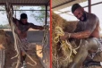viral video: கொத்தாக வெறும் கையில் பாம்புகளை அள்ளி எடுத்த நபர்... கையை பதம் பார்த்த பாம்பு!