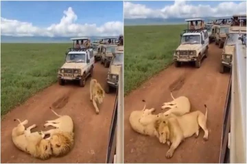 Viral video: வாகனங்களை மறித்து நடுரோட்டில் ரொமான்ஸ்! சிங்கங்களின் குறும்பு