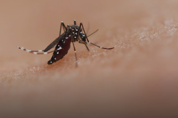 இலங்கை வரும் சுற்றுலா பயணிகளுக்கு அமெரிக்கா விடுத்துள்ள எச்சரிக்கை! | Chikungunya Us Warns Tourists To Sri Lanka