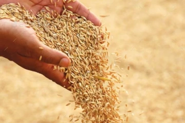 වී සඳහා වැඩි මිලක්..