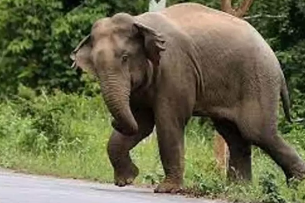 காட்டு யானை தாக்கி சிவில் அதிகாரி உயிரிழப்பு | Civil Servant Killed In Wild Elephant Attack