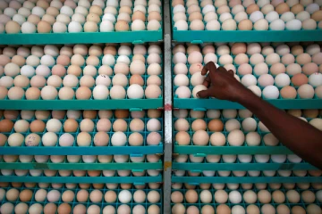 இலங்கைக்கு வரவுள்ள மேலும் 6 மில்லியன் முட்டைகள்