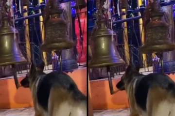 கோவில் மணியை கூட விட்டு வைக்காத நாய்! என்னா ஆட்டம் பாருங்க..