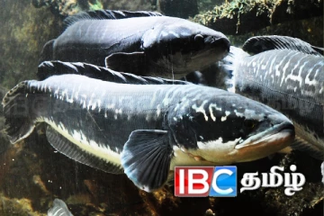 இந்த மீனை பிடித்து கொடுத்தால் பணப்பரிசு! வெளியாகியுள்ள முக்கிய தகவல்