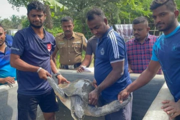 மன்னாரில் அரியவகை ஆமையுடன் சிக்கிய இருவர்!