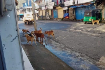 கட்டாக்காலி நாய்களின் தொல்லைகள் அதிகரிப்பு