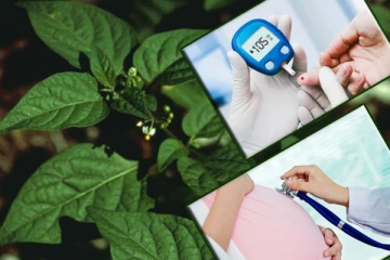 மணத்தக்காளி கீரையின் மருத்துவ மகிமை ; நீரிழிவு நோயாளிகள் முதல் கருப்பை ஆரோக்கியம் வரை தீர்வு