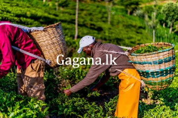 තේ වගාකරුවන්ට සහනයක්.